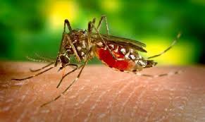 Punca pembiakan nyamuk aedes karangan. Sikap Masyarakat Punca Kes Denggi Meningkat