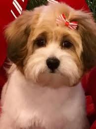 Variety of breeds available | free delivery within 100 mi. Havanese Puppy Breeder New York Connecticut Massachusetts Vermont Havanese Puppies Havanese Puppies