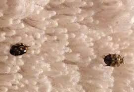 carpet beetleoths