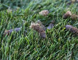 Lawn aeration is the process of making small holes in your lawn which allow water, oxygen and vital nutrients to penetrate into the roots of the grass. Core Aeration Spring Green Lawn Care Services