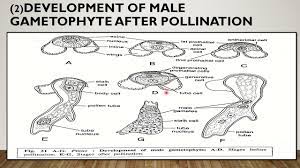 pinus male gametophyte - YouTube