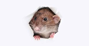 How To Get Rid Of Mice Naturally Keep