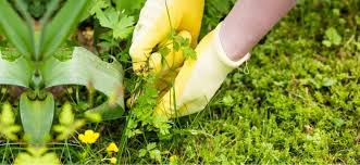 These edible flowers and weeds are a great addition to a salad or can make a wonderful tea says hgtv. Types Of Weeds A Guide To Common Garden Weed Species