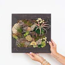 Make Moss Wall With Air Plants At Home