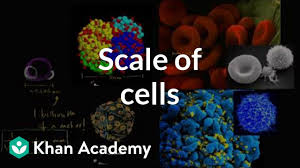 Scale Of Cells
