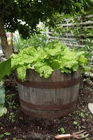 Diy Lettuce Planter Lettuce In A Wine