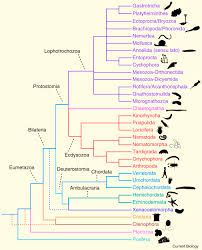 Phylogenomic Insights Into Animal Evolution Sciencedirect