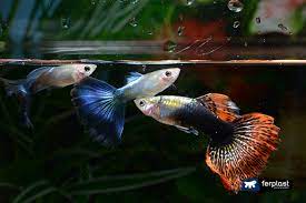 why do fish chase each other