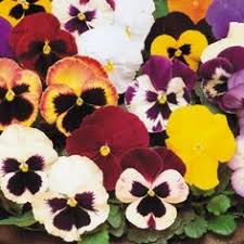 Image result for winter pansies images
