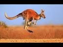Résultat de recherche d'images pour "red kangaroo australia"