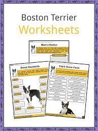 boston terrier facts worksheets