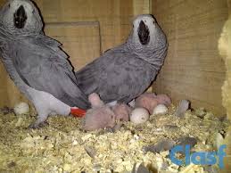 parrot eggs by taylorwayne