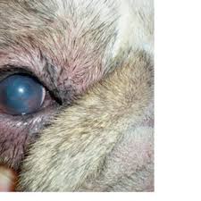 eye of a 3 year old english bulldog