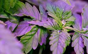 10 Mistakes To Avoid When Using Led Grow Lights