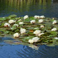 water lily field 30 pieces nymphaea