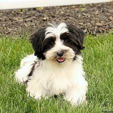 The havanese is an old breed of the bichon family as their ancestors date back to 23 to 79 b.c. Havachon Puppies For Sale Greenfield Puppies
