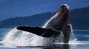 humpback whale cool whale hd wallpaper