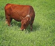 do-cows-prefer-grass-or-hay