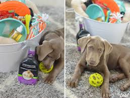 how to create the perfect puppy kit