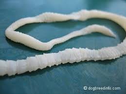 worms in dogs roundworms tapeworms