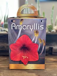 amaryllis grow kit pre potted amaryllis