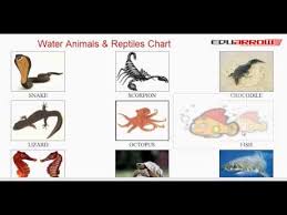 Water Animals Reptiles Chart