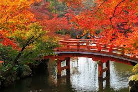 Japanese Garden Bridge Fall Foliage