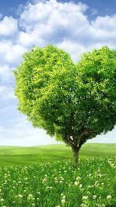 hd nature phone heart tree