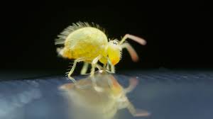 All about Collembola or springtails - A Chaos of Delight
