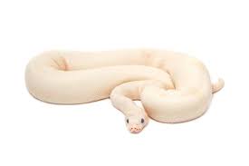 albino ball pythons 13 cool facts