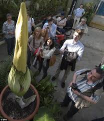 And that what makes their flowering a significant event that attracts a lot of people from all over the world to see it. World S Smelliest Flower Corpse Plant Opens For The First Time In 75 Years Daily Mail Online