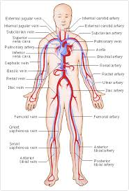 Health Information Anatomy Of Human Body 2