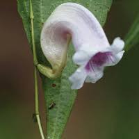 Strobilanthes sunhangii (Acanthaceae), a new species from Tibet ...