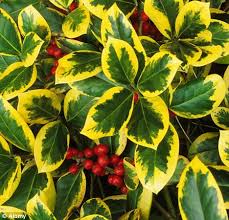 Image result for variegated holly