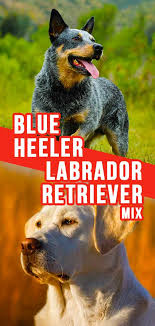 Blue Heeler Lab Mix What To Expect From This Designer Dog