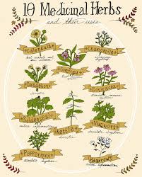 10 Medicinal Herbs And Their Uses Healing Herbs Medicinal