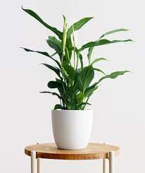 14 Best Feng Shui Plants For Your Home