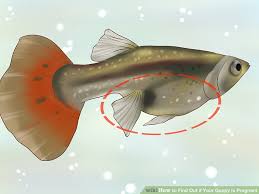 How To Find Out If Your Guppy Is Pregnant 11 Steps