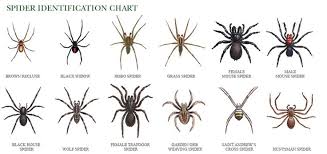 Beware Of Those Itsy Bitsy Spiders North Carolina