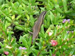 fun common garden skink facts for kids