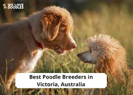 4 best poodle breeders in victoria