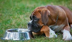 recipe homemade dog food for boxers