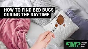 How To Find Bed Bugs During The Daytime
