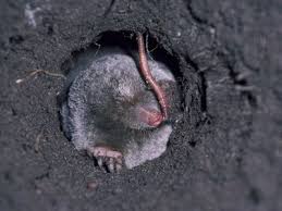 Less toxic insecticides. columbia university, go ask alice: How To Keep Voles Out Of Your Yard
