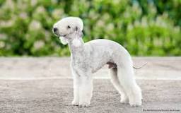 how-much-does-a-bedlington-terrier-cost