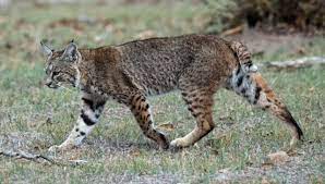 how much does a bobcat cost in 2023