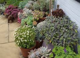 Tips For Successful Container Gardening