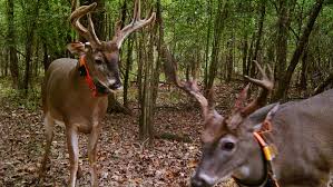 Deer Tracking Collars Needed To Collect Data For A Study