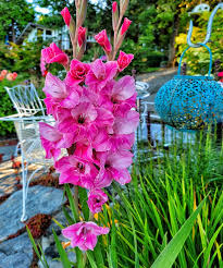 Pnw Cottage And Cut Flower Garden Tour