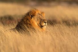 Of the light brown color that resembles the fur of a lion. World Lion Day 10th August Days Of The Year